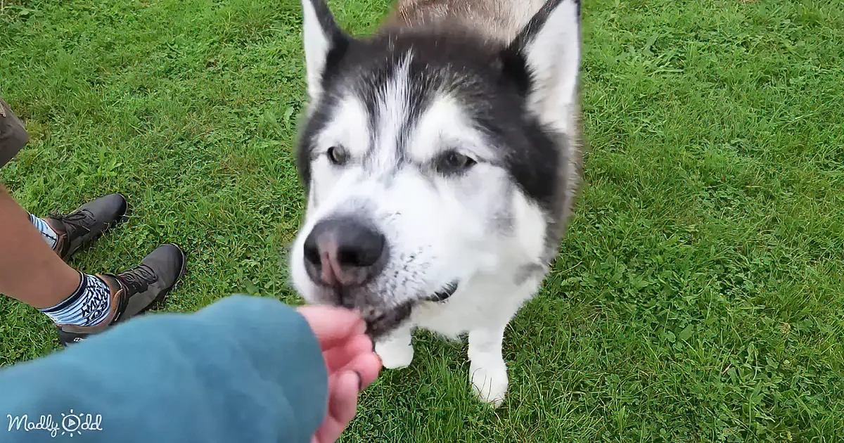 A husky dog with striking black and white fur stands on grass, looking at a hand offering food.