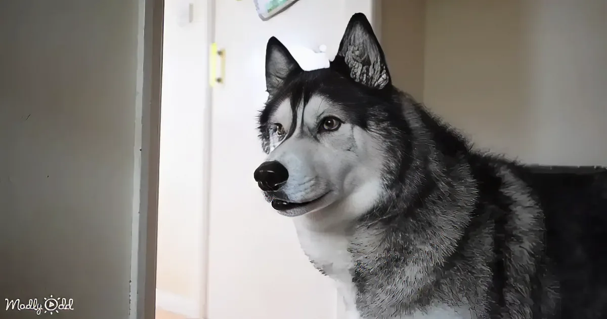 A husky dog with striking eyes and a black and white coat stands near a door, looking to the side.
