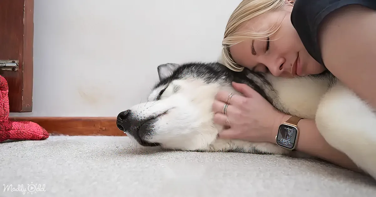 A woman is cuddling a sleeping husky dog on a carpeted floor.