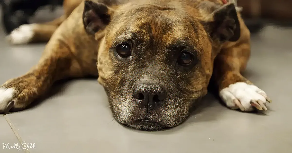 Boxer Bailey Battles Pneumonia With Vet''s Help and Oxygen Therapy