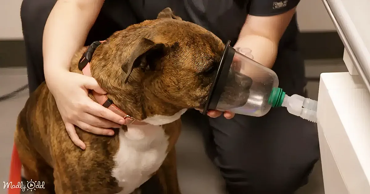 A person holds a dog while using a nebulizer mask for inhalation therapy.