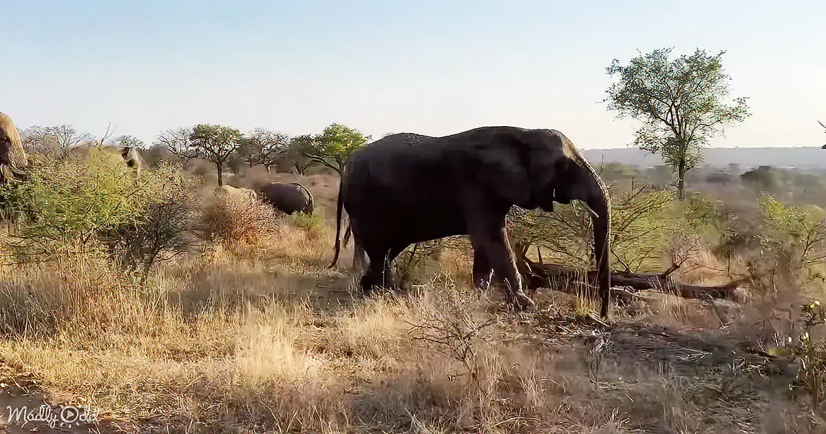 An elephant stands in a dry savanna landscape with sparse vegetation and a clear sky.