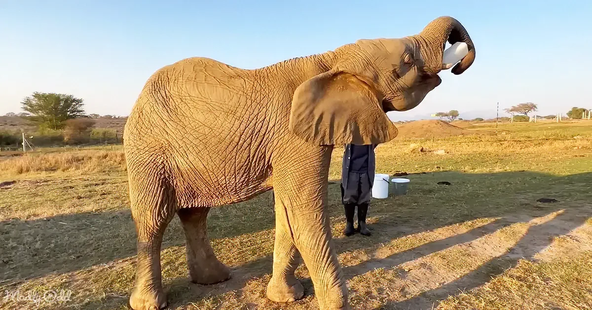 Hungry Baby Elephant Khanyisa Savors Milk, Play, and Friendship in Morning Routine