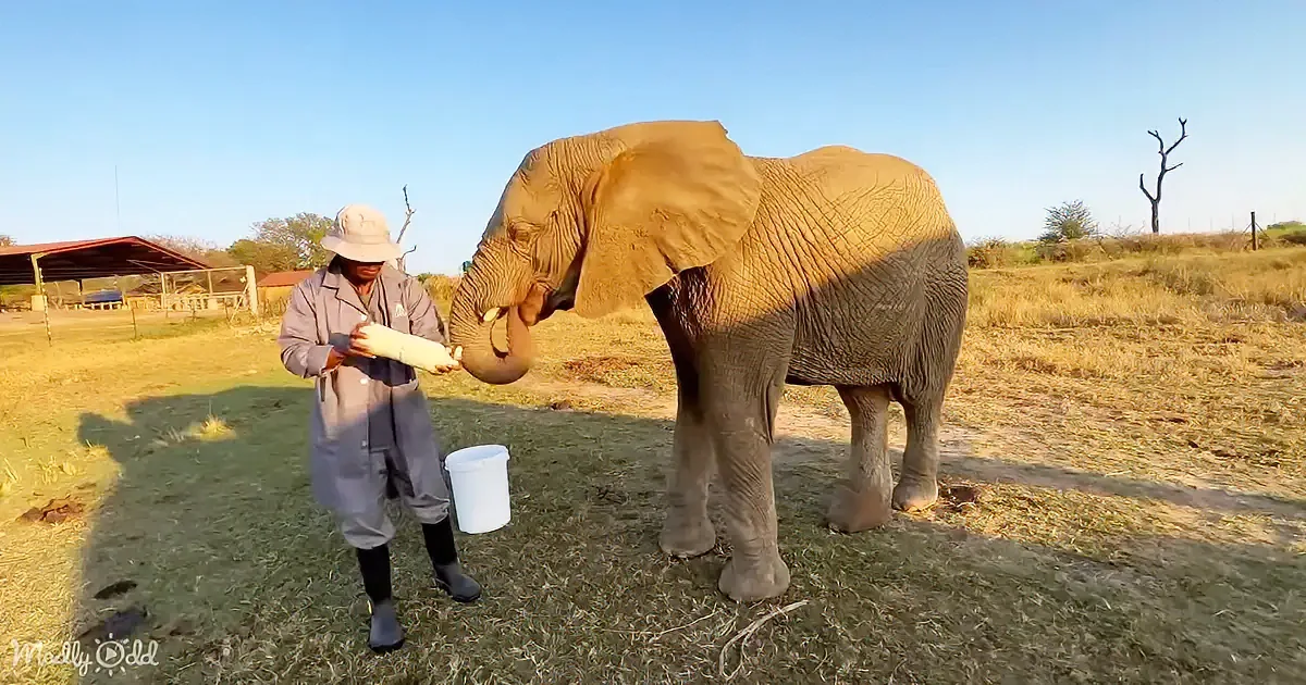 An elephant stands on grass, reaching for a bottle held by a person in a hat and uniform.