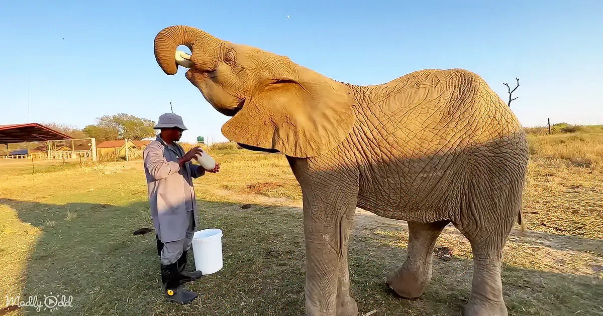 An elephant stands on grass, its trunk raised as a man feeds it from a bottle.