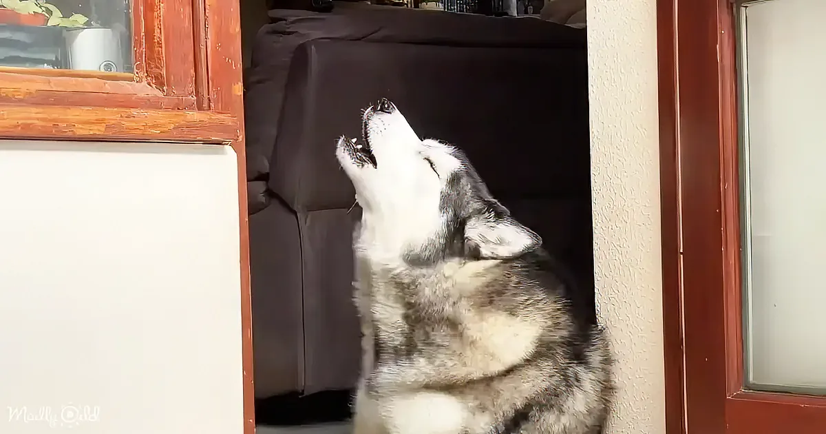 A husky dog howls indoors, its mouth open wide, surrounded by furniture and a wooden-framed window.
