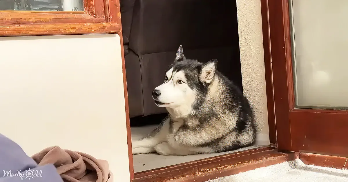A husky dog with striking black and white fur rests on a windowsill, gazing out.