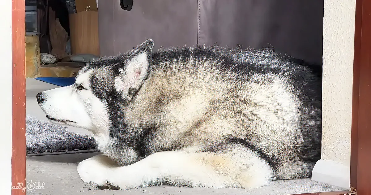 A relaxed husky with black and white fur lies on the floor, gazing to the left.