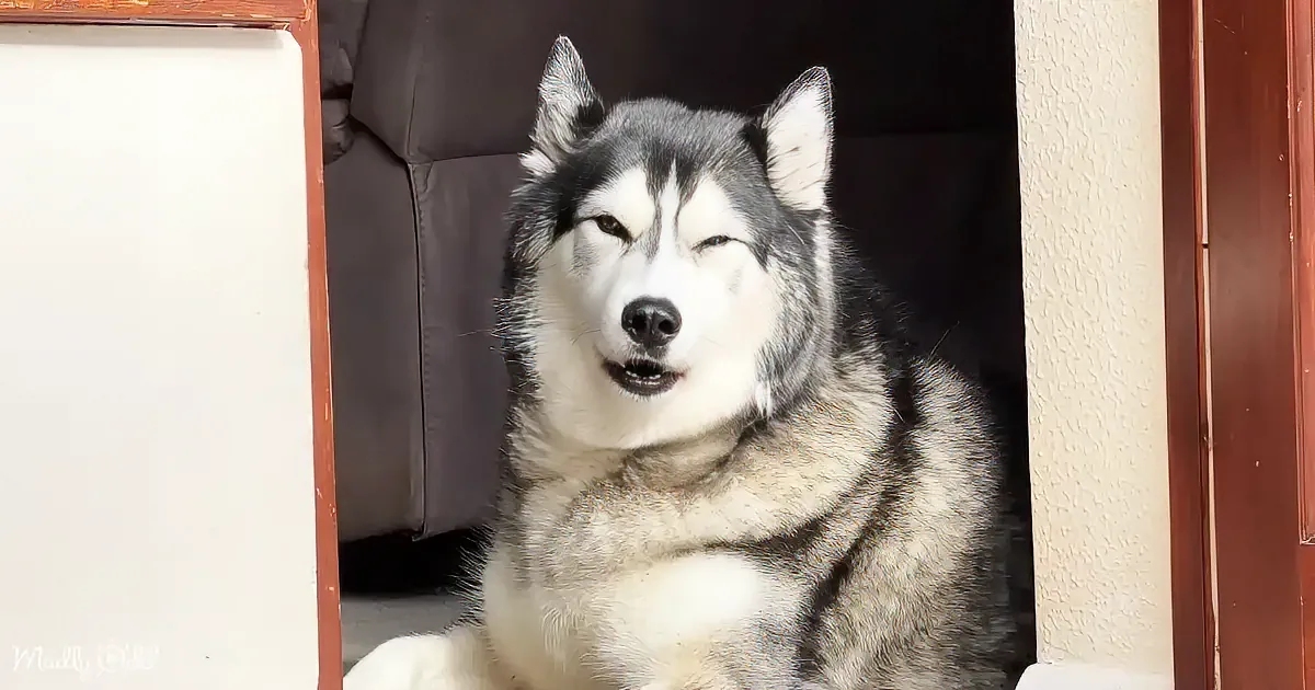 A relaxed husky dog with a white and gray coat is lying down, looking up with its eyes partially closed.