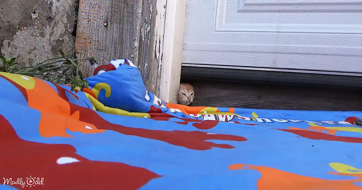 A curious orange kitten peeks out from under a door, surrounded by colorful fabric.