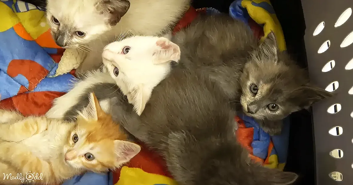 Four kittens of different colors are nestled together on a colorful blanket, looking up.