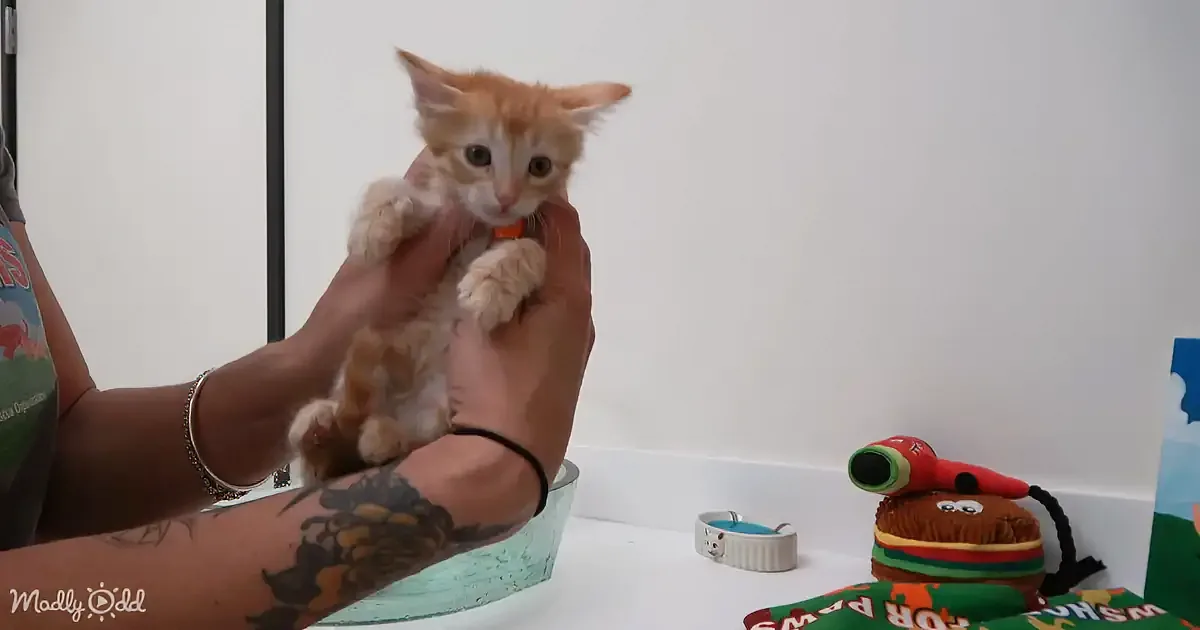 A person holds a small orange and white kitten with a tattooed arm and bracelet.