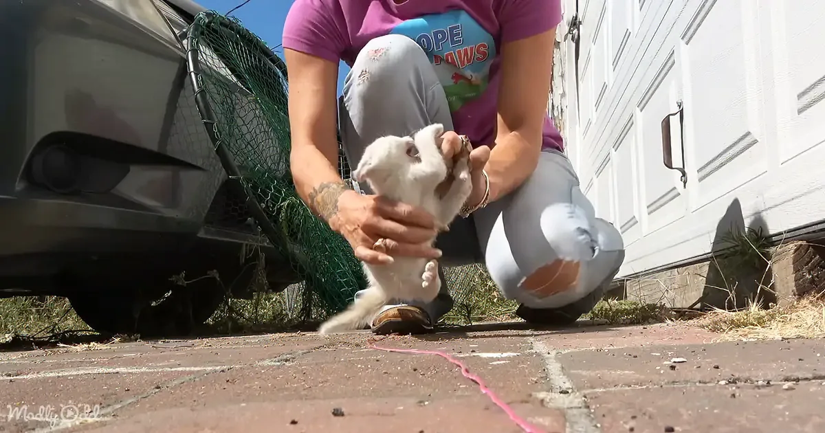 Watch the Nerve-Wracking Rescue of Sneaky Kittens Hidden in a Tight Spot