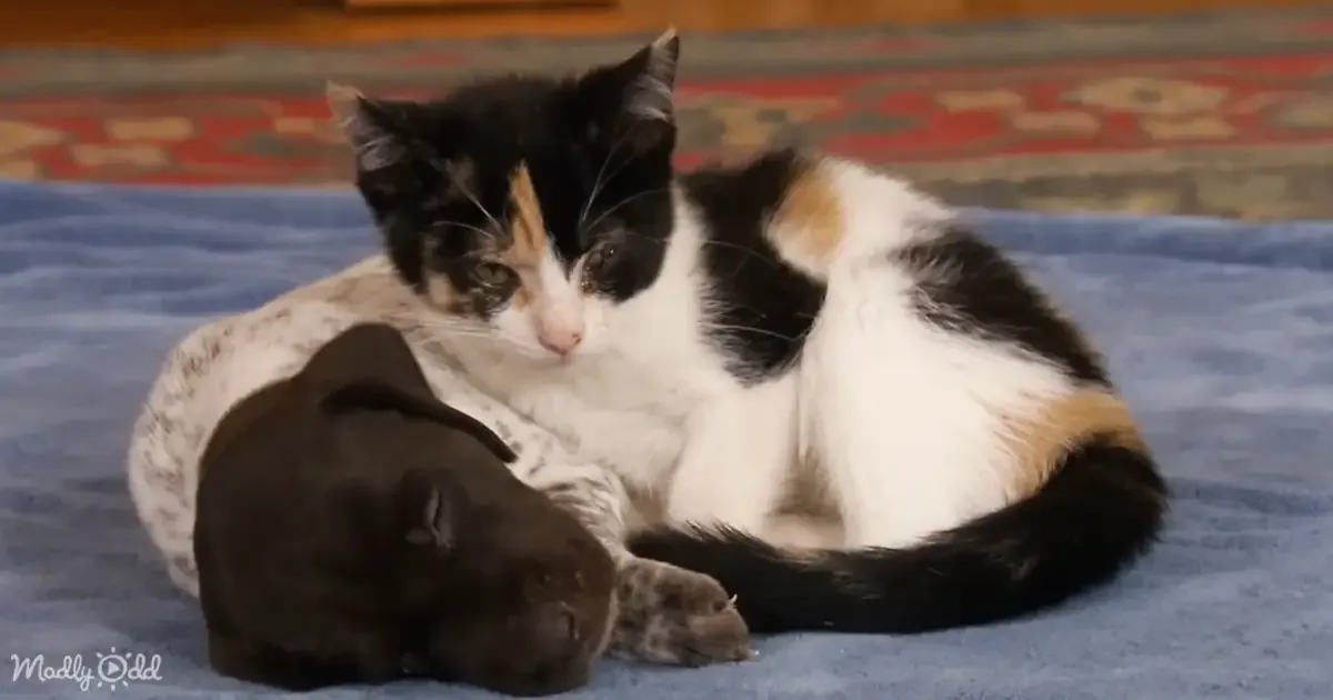 A calico cat cuddles with a black puppy on a blue blanket.