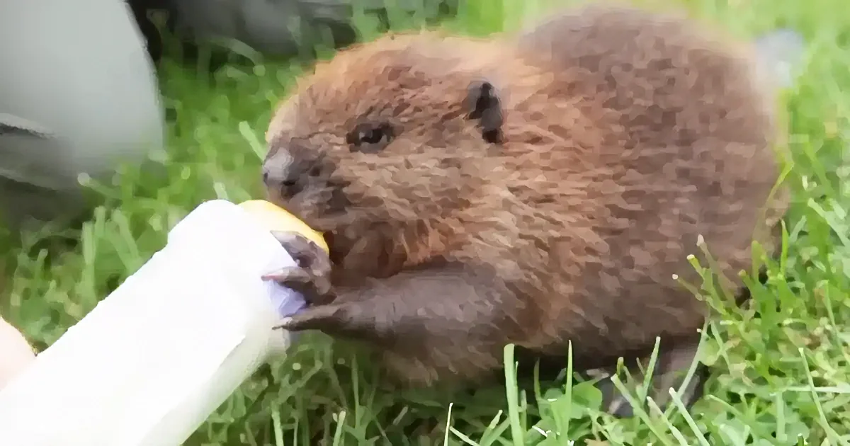 A baby beaver is being fed from a bottle in a grassy area.