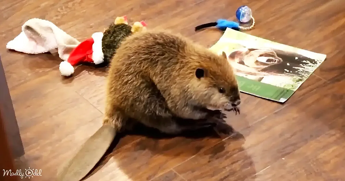 A beaver sits on a wooden floor surrounded by toys and a photo.