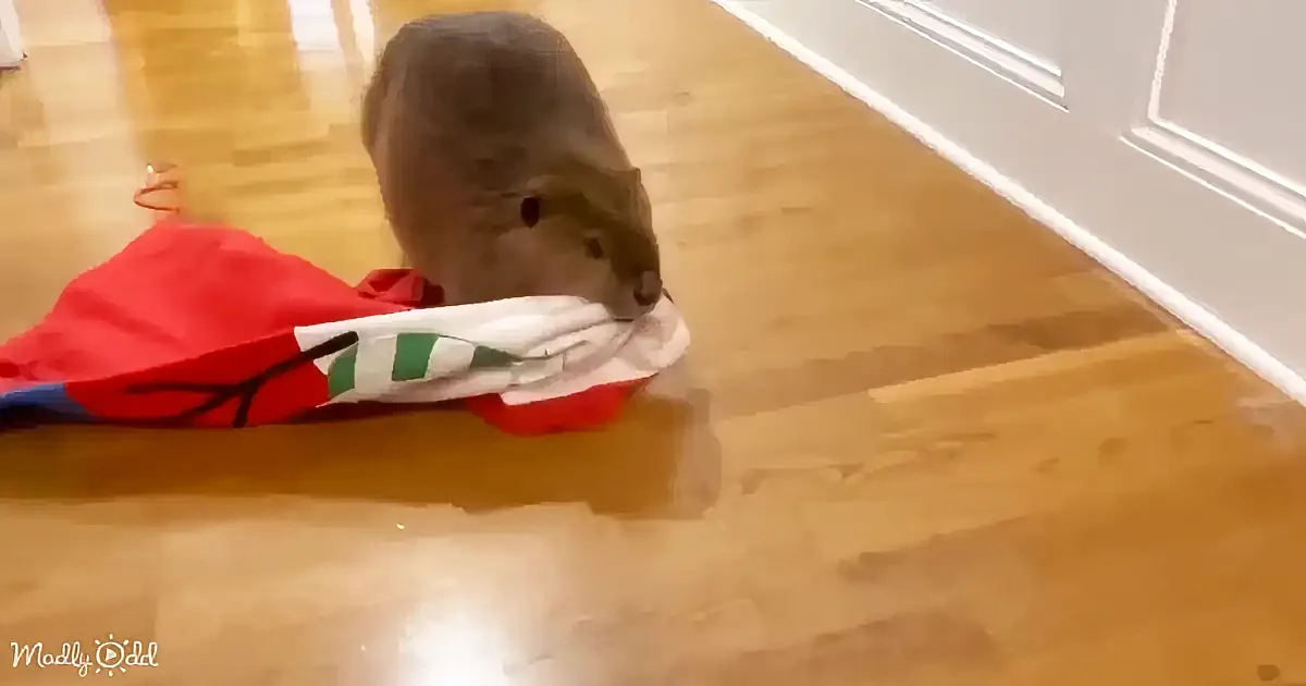 A small brown animal, possibly a rat, is sniffing a colorful piece of fabric on a shiny wooden floor.