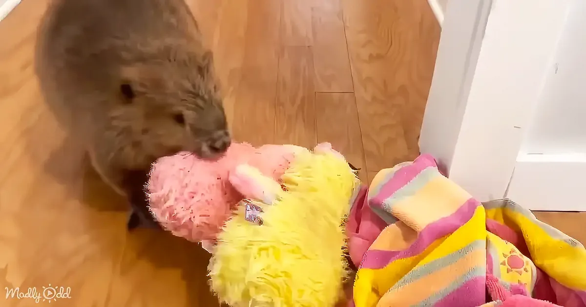 A wet, fluffy animal sniffs a colorful stuffed toy on a wooden floor near a door.
