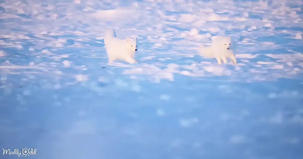 Two white dogs are running on a snowy surface, creating a playful scene.