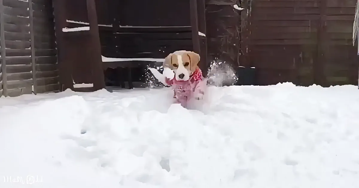A dog in a pink coat sits in the snow, surrounded by a wooden fence.