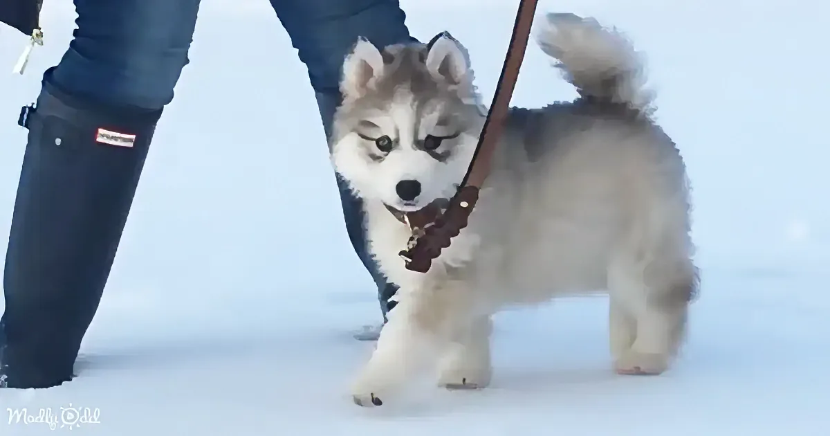 A fluffy puppy with a leash, standing on snow, looking down.