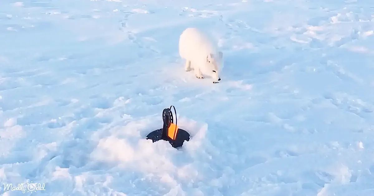A polar bear stands on snow near a black and orange object, possibly a drone or camera equipment.