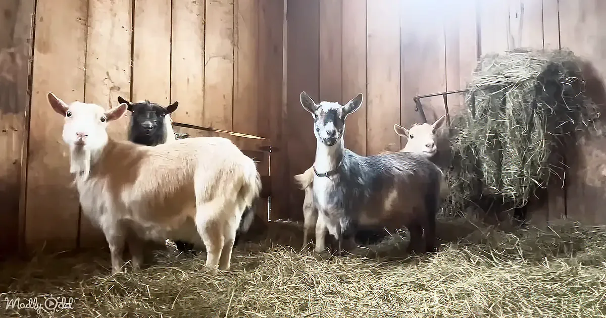 Nothing Gets More Peaceful Than Snowy Mornings in the Barn With Goats