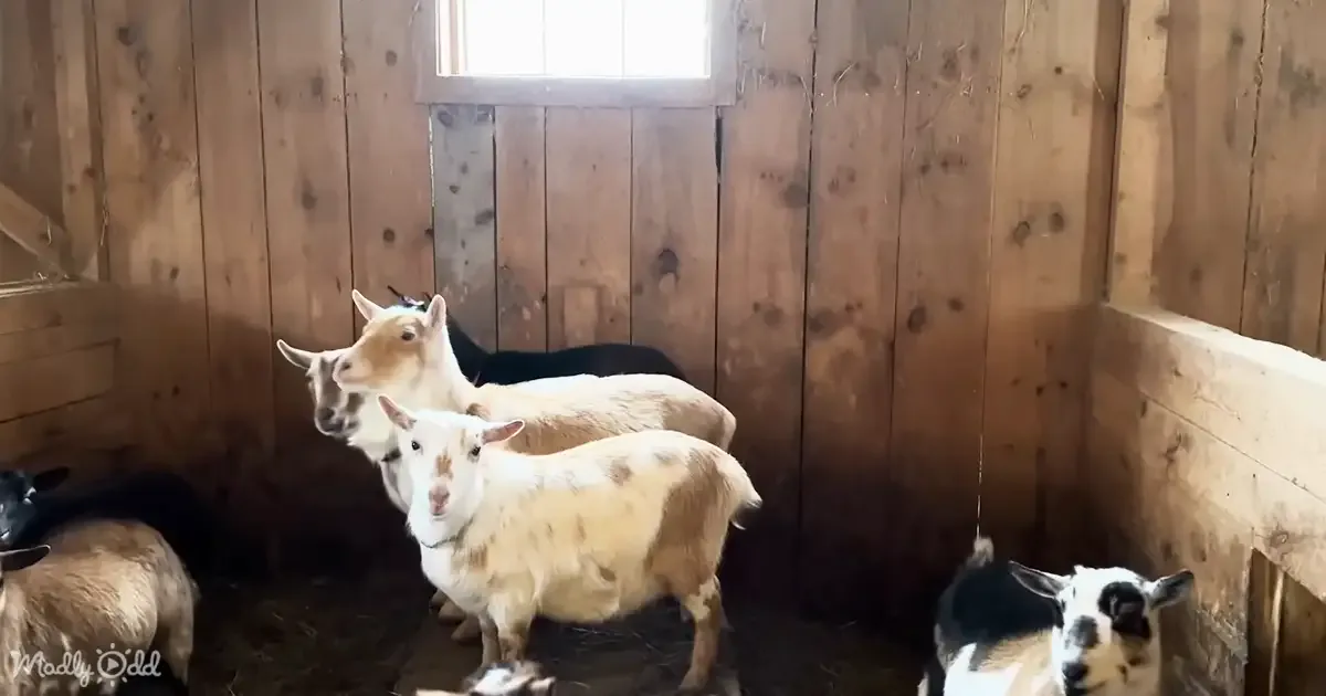 Goats in a wooden barn, some standing, others lying down, with a window letting in light.