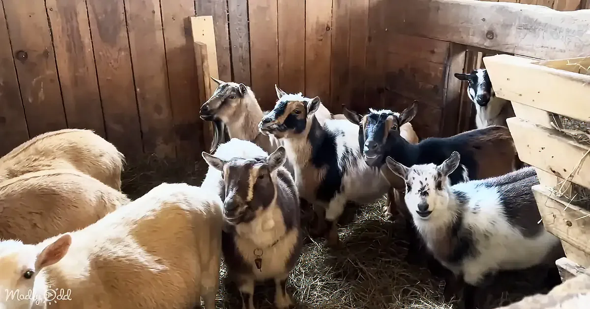 A group of goats with various coat colors and markings are gathered in a wooden pen with hay on the ground.