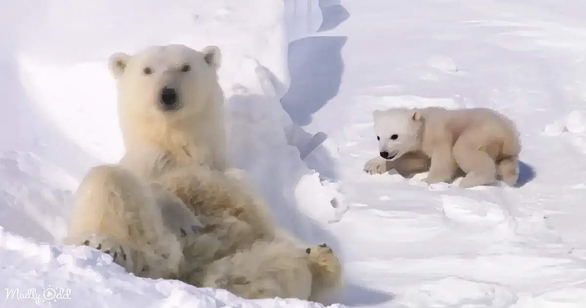 Tender Moments With Mama as Her Baby Polar Bears Take Their First Steps in the Snow