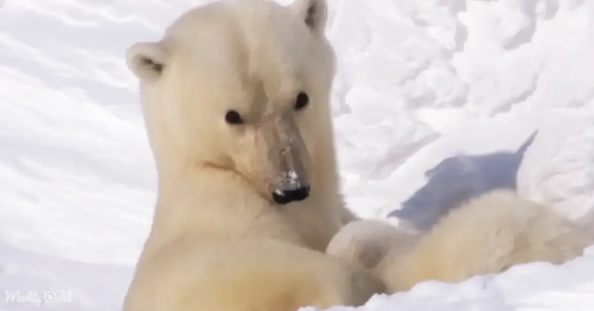 A polar bear lies in the snow, its fur white against the snowy backdrop.