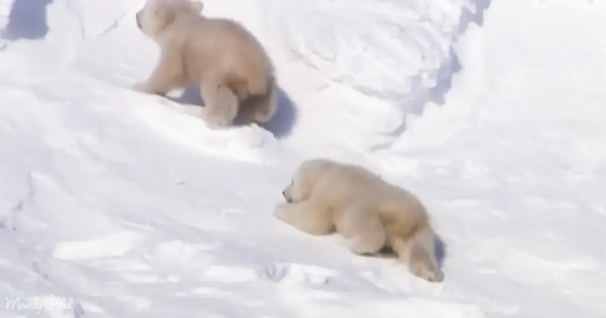 Two adorable polar bear cubs playfully slide down a snowy hill.