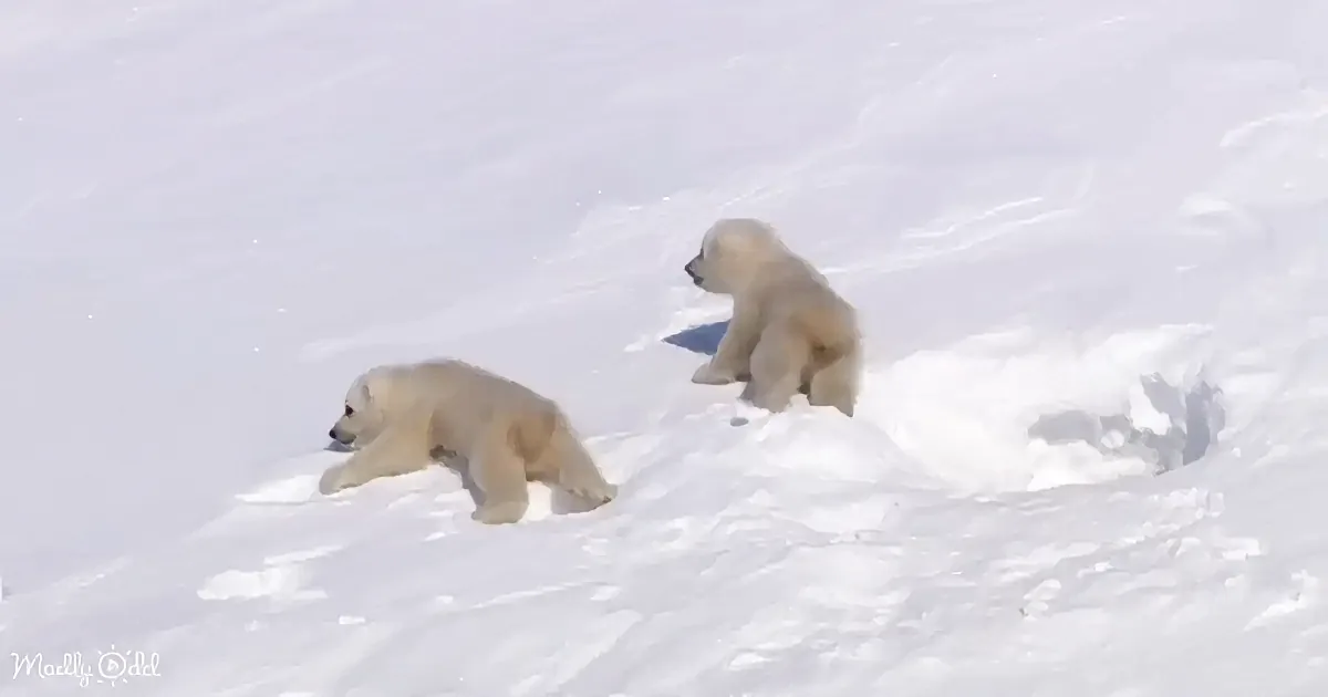 Two polar bear cubs playfully explore a snowy landscape.