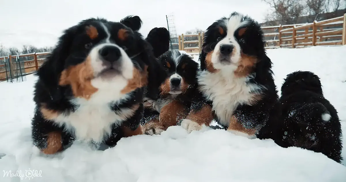 4 Bernese Mountain Puppies Get a Taste of Being a Real Mountain Dog