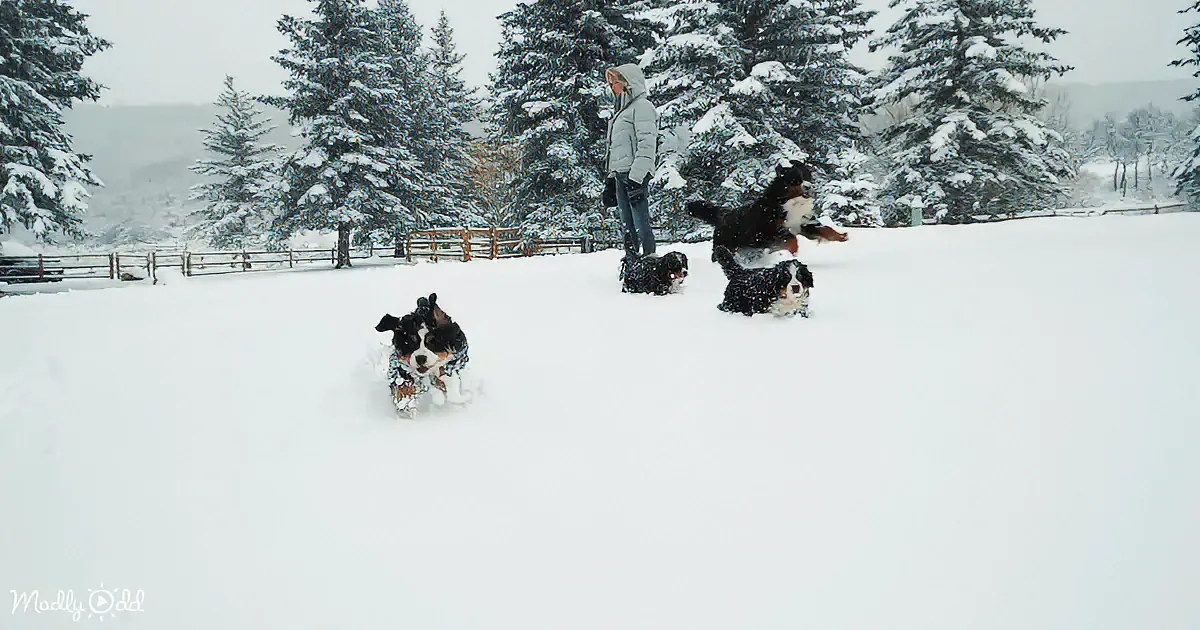 Three dogs playfully run through deep snow near a person in a snowy forest setting.