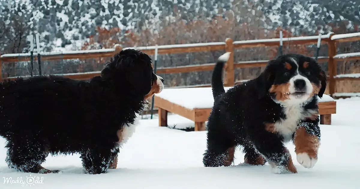 Two Bernese Mountain Dog puppies playfully interact in a snowy outdoor setting.