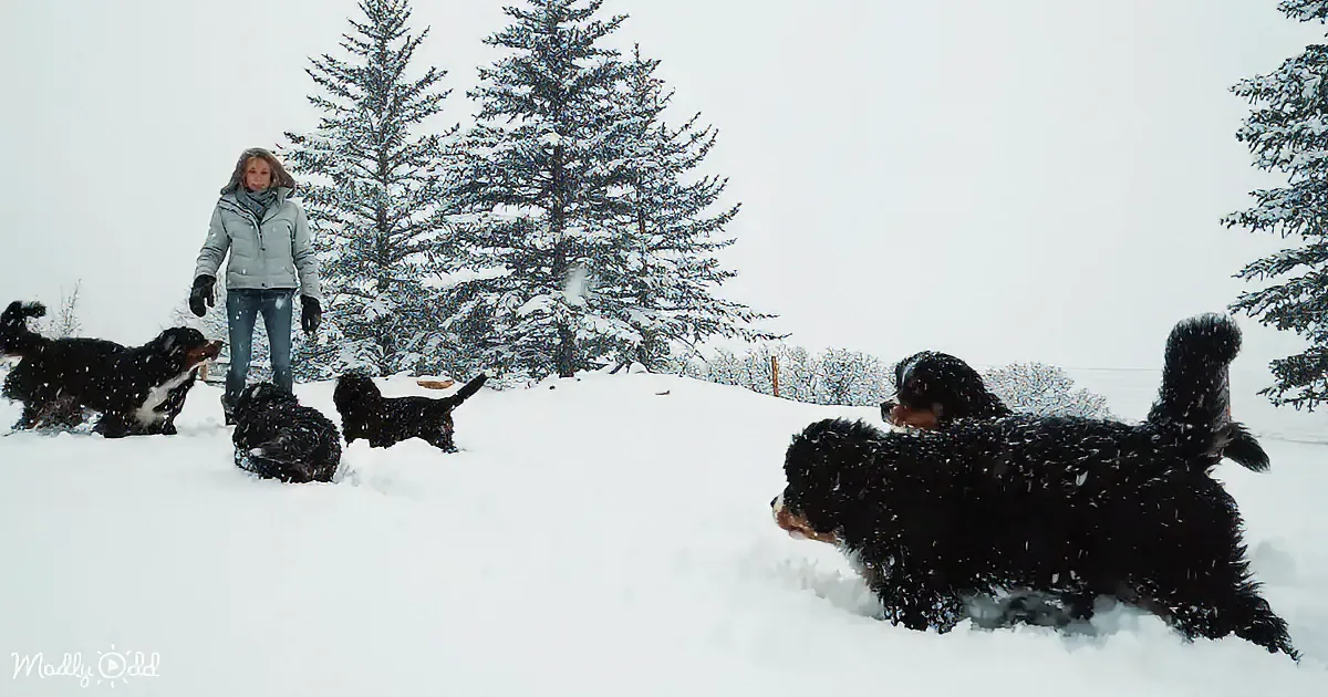 A woman stands in the snow with four Bernese Mountain Dog puppies, enjoying a snowy day.