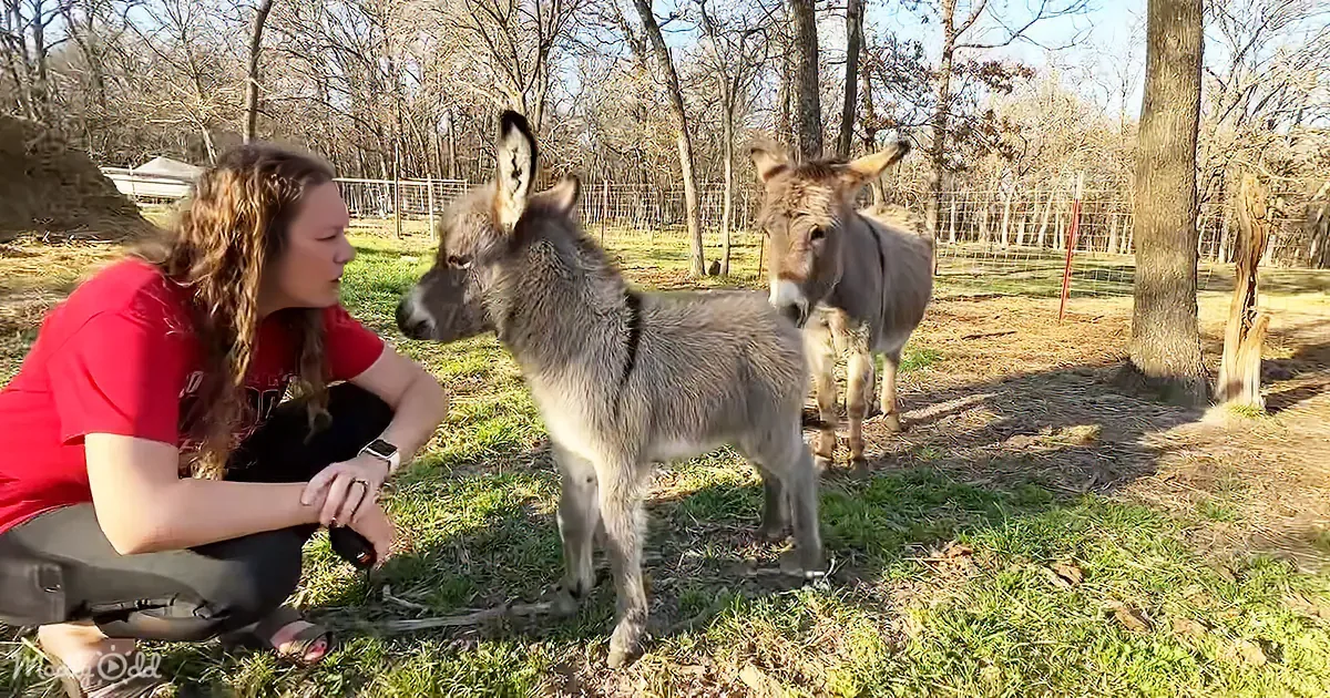 Micro Mini Donkey Steals Hearts With Irresistible Cuteness