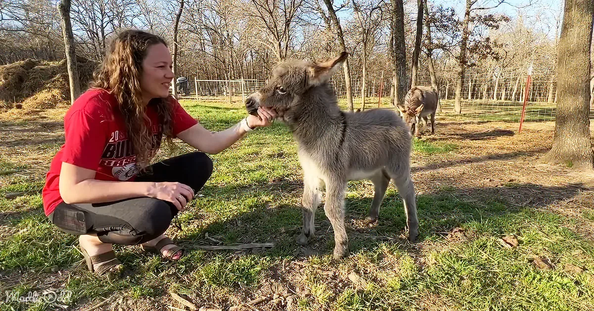 A woman in a red shirt kneels to pet a small donkey in a grassy, tree-lined area.