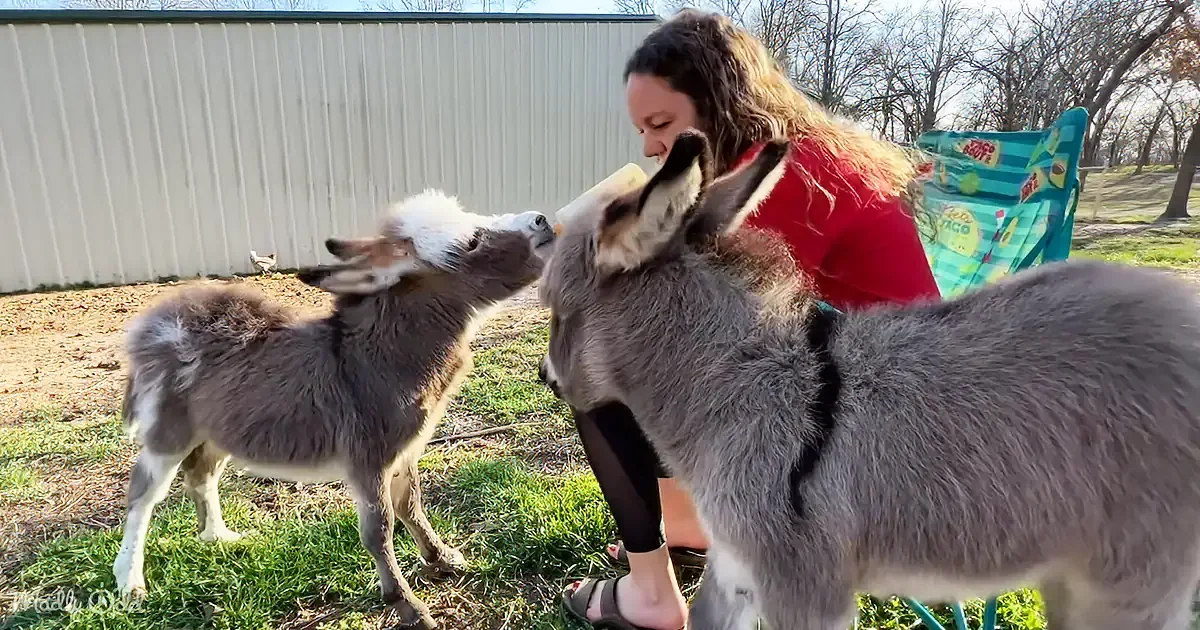 A woman in a red shirt pets two donkeys in a grassy area near a white fence.