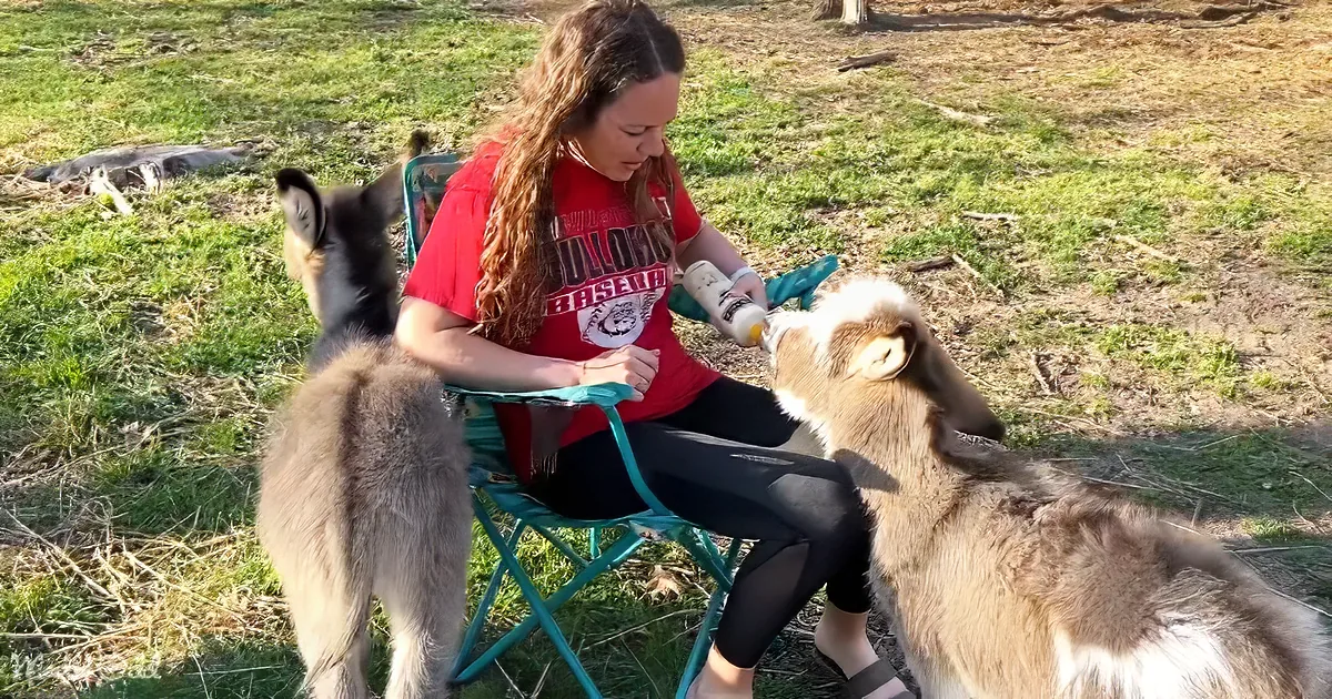 A woman in a red shirt sits on a chair feeding a bottle to a dog while another dog watches.