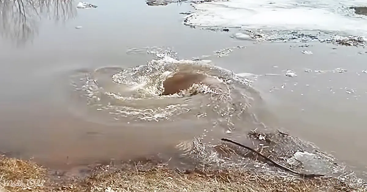 A beaver is swimming in a pond, creating ripples and splashes in the water.