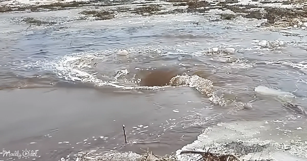A brown animal, possibly a beaver, swims in a partially frozen body of water with ice and snow visible.