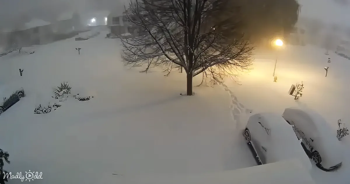A snow-covered street with parked cars, a tree, and streetlights in a residential area.
