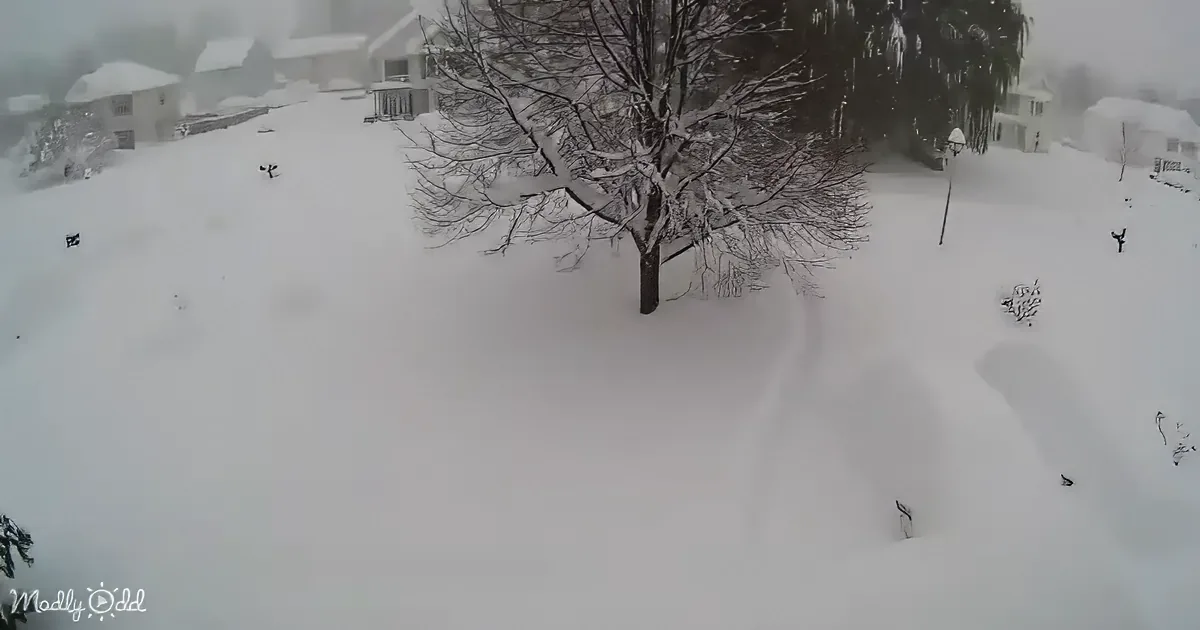 A snow-covered tree stands amidst a snowy landscape with houses in the background.