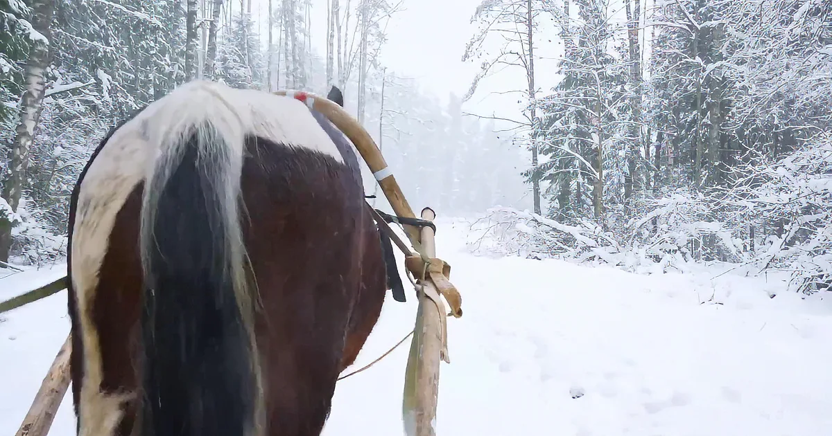 Relax on a Quiet Horse Sleigh Ride Through the Snowy Woods