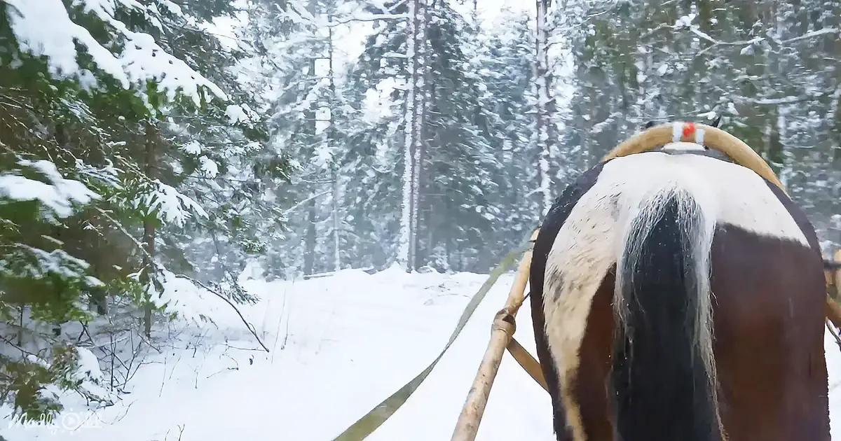 A horse with a white stripe on its back is pulling a sled through a snowy forest.