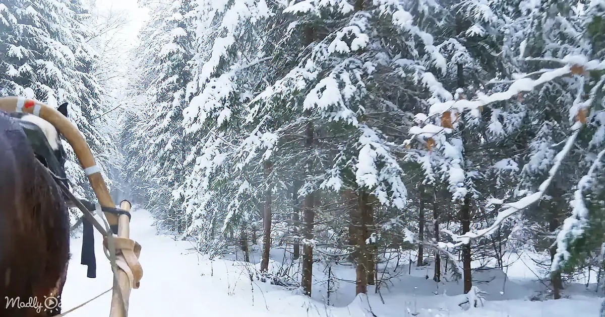 A horse-drawn sled glides through a snowy forest, surrounded by snow-covered trees.