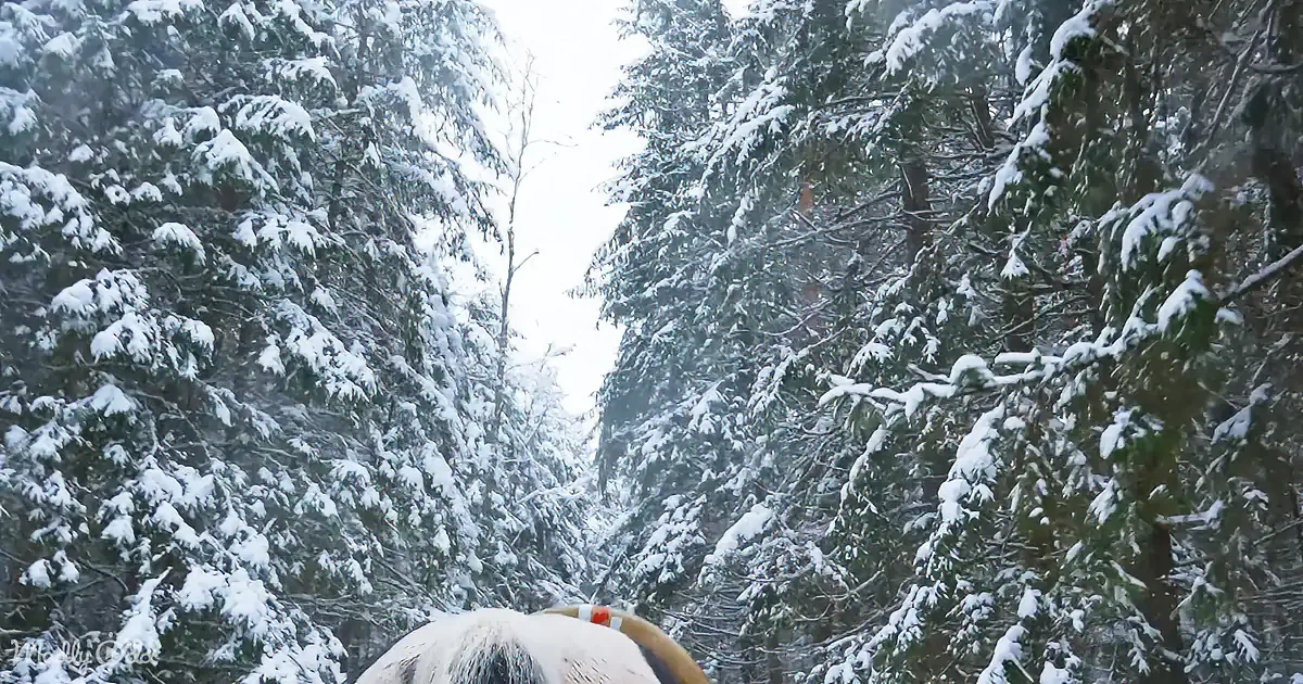 Snow-covered trees form a dense forest with a snowy path in the foreground.