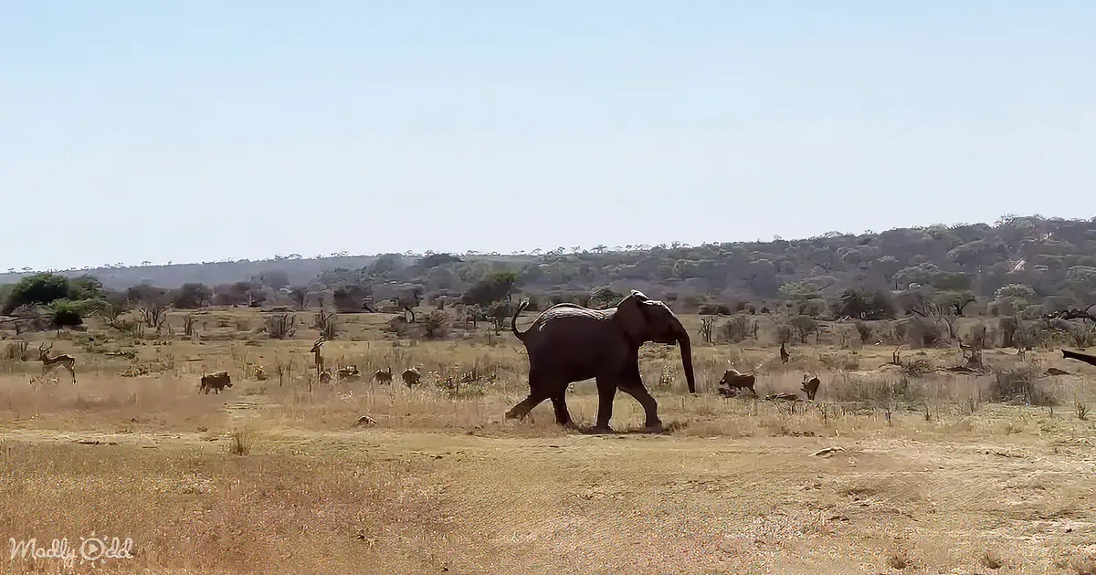 Feisty Baby Elephant Fends off Warthogs